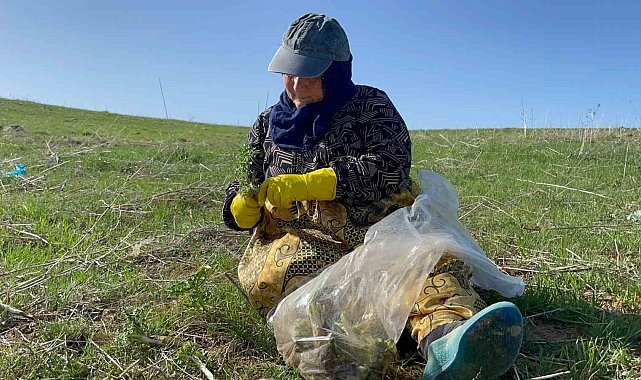 Tatvan'da şifa deposu 'kenger otu' mesaisi başladı