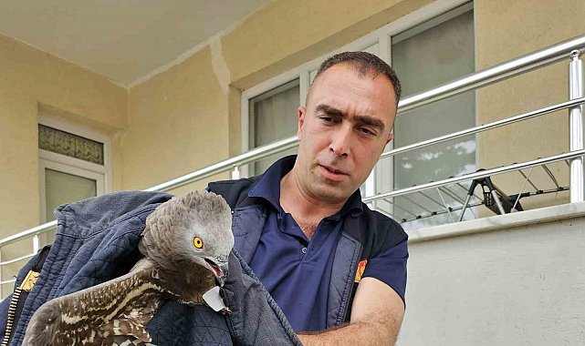 Yaralı şahin koruma altına alındı