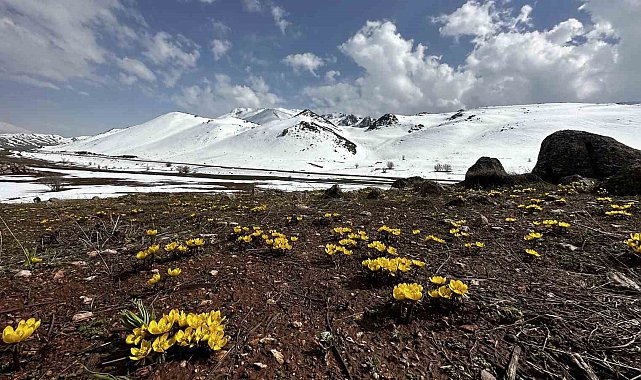 Yüksekova'da baharın müjdecisi çiçekler mest etti