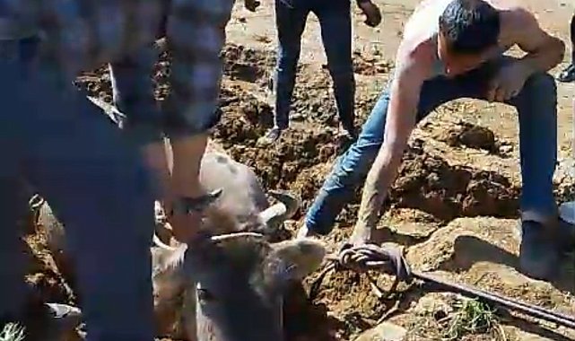 Yüksekova'da bataklığa saplanan ineği itfaiye kurtardı