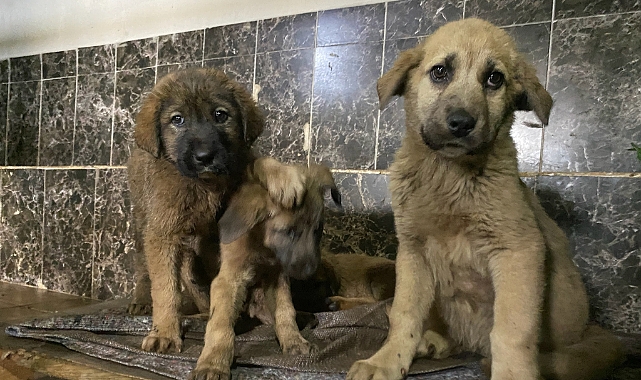 Zifte bulanan köpek yavruları Kars'ta temizlendi