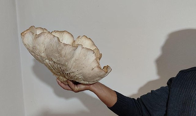 3 kilo 120 gramlık kunkor mantarı görenleri şaşırttı