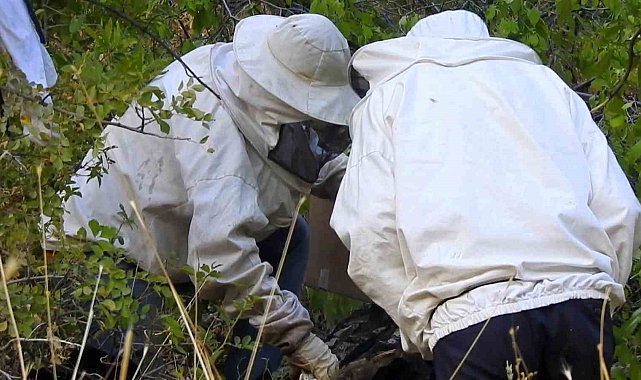 'Bal avcıları' su kenarından takip ettikleri arılarla doğal bala ulaşıyor