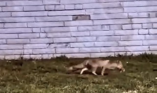 Aç kalan tilki şehir merkezine indi