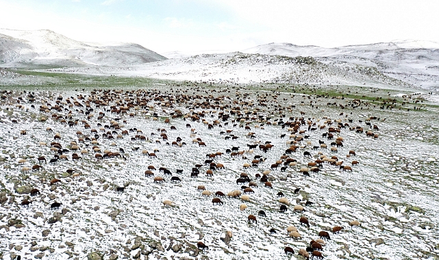 Ağrı'da yayla yolundaki göçerler sürüleriyle kara yakalandı