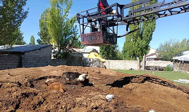 Ağrı'da bataklığa saplanan inekler itfaiye ekipleri tarafından kurtarıldı