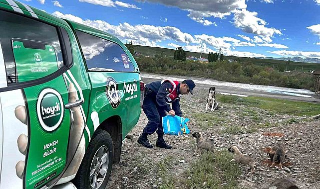 Ağrı'da sokak hayvanları unutulmadı