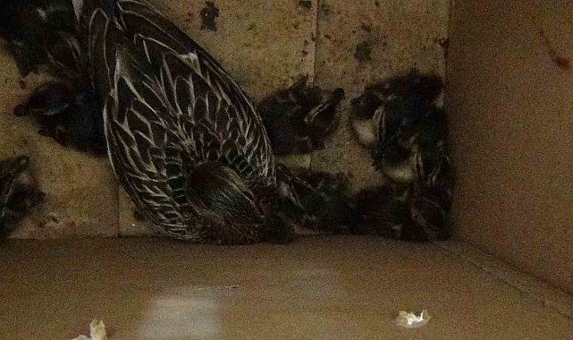 Anne ördek ve yavruları DKMP'ye teslim edildi