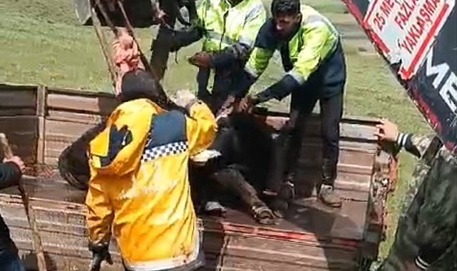 Arazide bitkin haldeki tosunu ekipler kurtardı