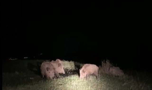 Ardahan'da yaban domuzları tarım arazilerine zarar veriyor