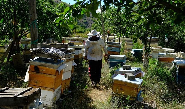 Bal arılarının yayla yolculuğu başladı