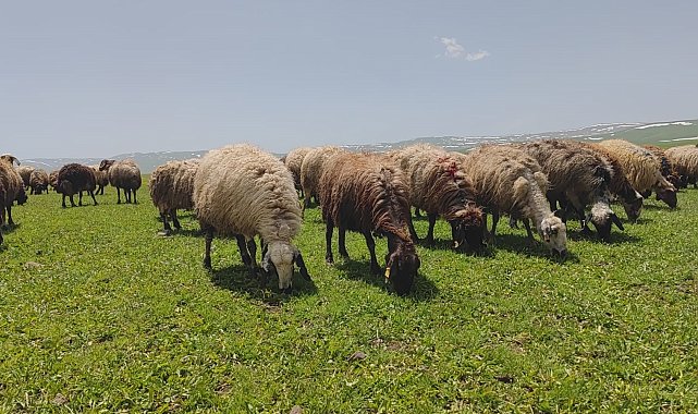 Besiciler yaylaya çıkmaya başladı