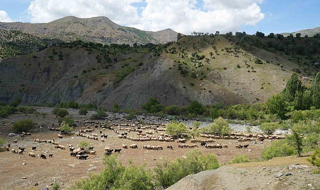Binlerce koyun Muş yaylalarına doğru yola çıkarıldı