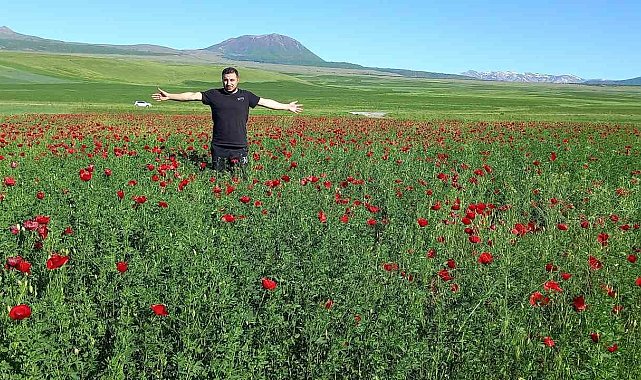 Bitlis'te açmaya başlayan gelincikler görsel şölen sunuyor