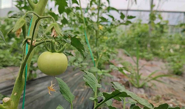 Bölgenin sebze ihtiyacını karşılıyor