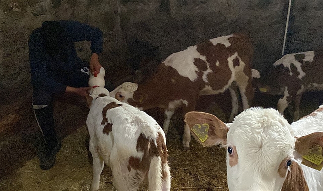 Buzağıları biberonla besliyor