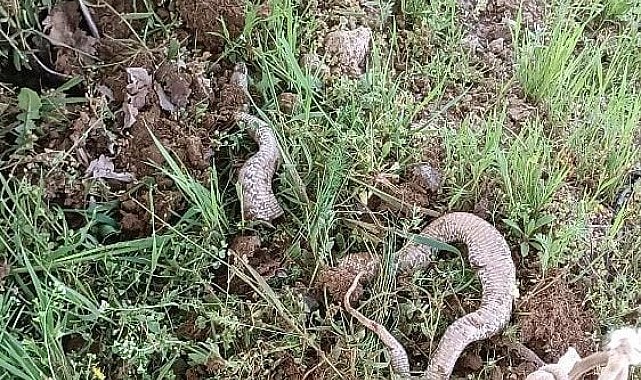 Çapa makinesine takılan 3 metrelik dev yılan paniğe neden oldu