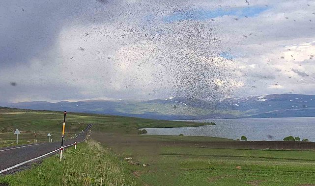 Çıldır Gölü'nü milyonlarca 'göl sineği' sardı