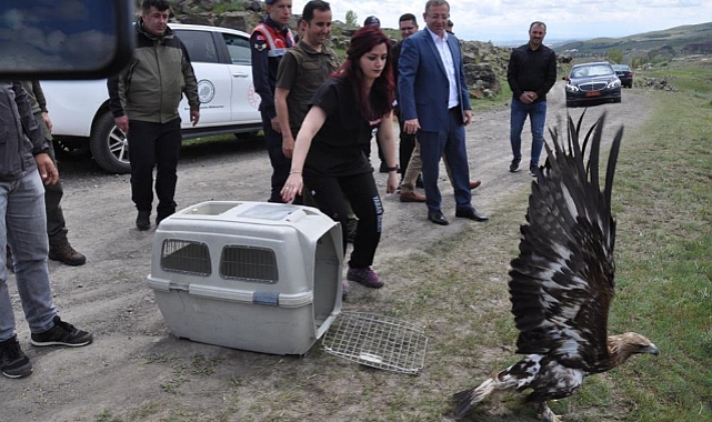 Doğaya bırakılan akbabadan özgürlük pozu