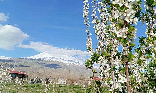 Doğubayazıt'ta 5 bin meyve ağacının bulunduğu bahçe bungalov evleri ile turistleri ağırlıyor