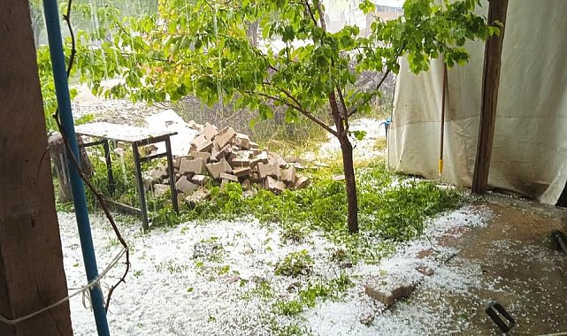 Dolu yağışı kayısıya zarar verdi