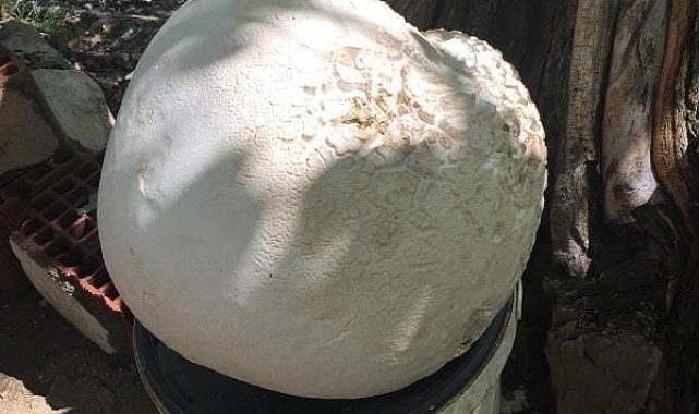 Elazığ'da 13 kilogramlık dev mantar bulundu