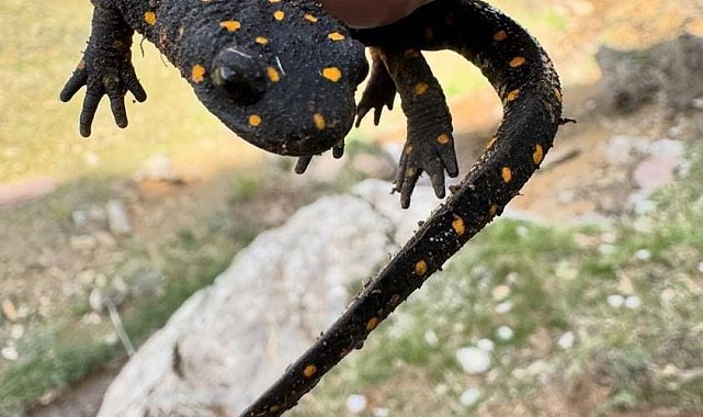 Elazığ'da 'sarı benekli semender' görüldü