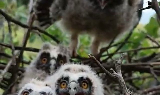 Elazığ'da ağaçta yuva yapan baykuş ailesi görüntülendi