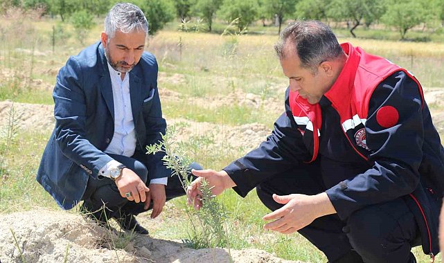Elazığ'da dikimi yapılan 'Amerikan Tuz Çalısı' başarılı oldu