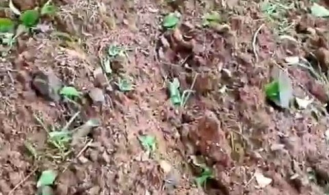 Elazığ'da dolu yağışı kayısı bahçelerine zarar verdi