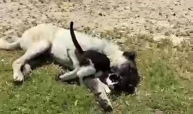 Elazığ'da kedi ile kangalın dostluğu tebessüm ettirdi