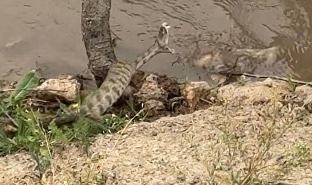 Elazığ'da koca engerek yılanı görüntülendi