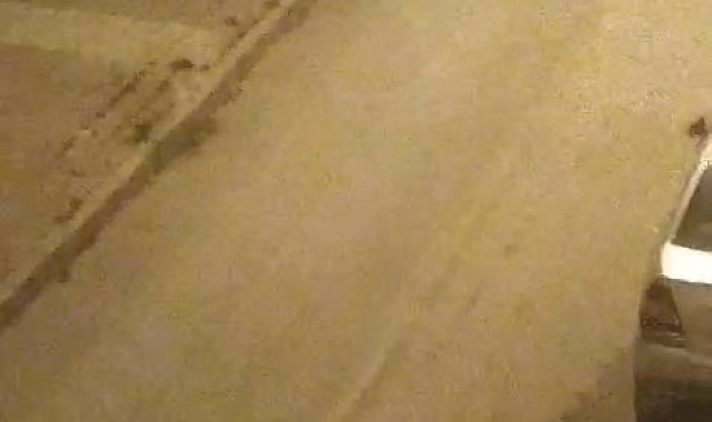 Elazığ'da sokak köpekleri kediyi parçaladı