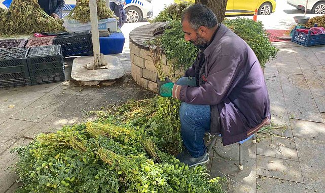 Elazığ'da yeşil nohut tezgahlardaki yerini aldı