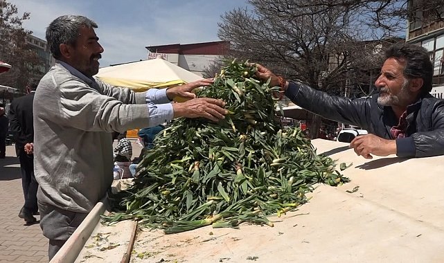 Erciş'te çiriş otu tezgahlardaki yerini aldı