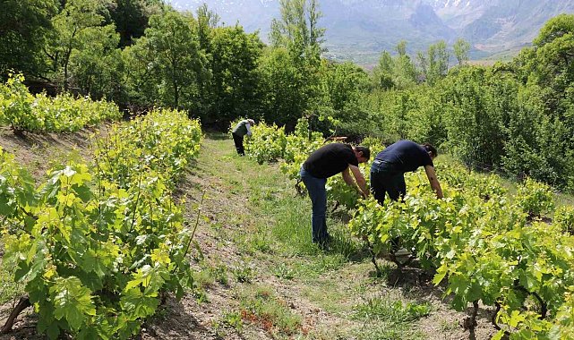 Erzincan'da bağlarda kontroller sürüyor