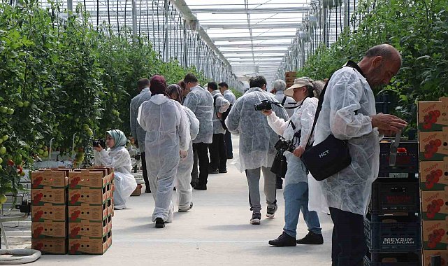 Erzincan'da jeotermal serada üretilen domatesin ilk hasadına başlandı