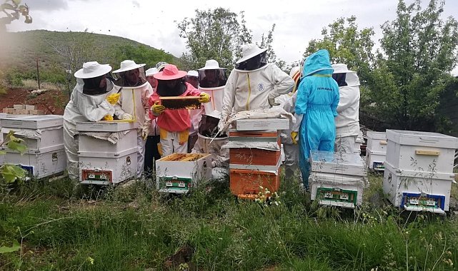 Erzincan'da kadınlar arı sütü üretecek