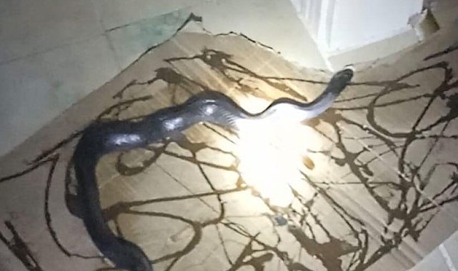 Gafil avlanan yılan, fare kapanına takıldı