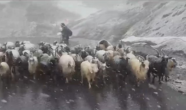 Hakkari'de kara yakalanan kuzuların imdadına okul müdürleri yetişti