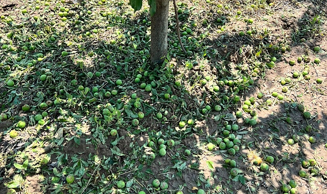 Iğdır'da dolu ve sel nedeniyle tarım arazileri zarar gördü