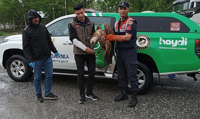 Iğdır'da yaralı halde bulunan kızıl akbaba tedavi altına alındı