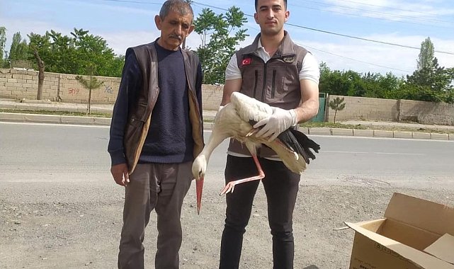 Iğdır'da yorgun düşen leylek bakıma alındı