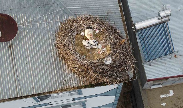 Iğdır'da yumurtadan çıkan yavru leylekler büyümeye başladı