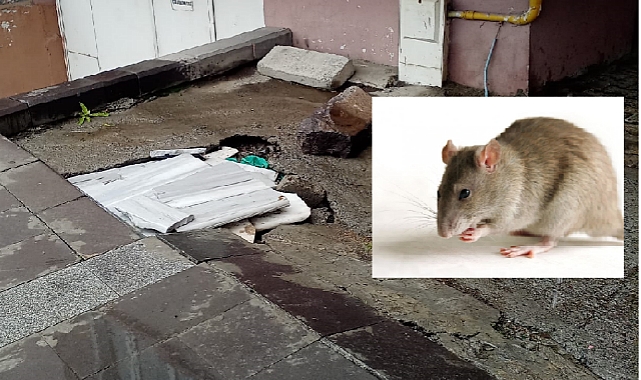 İstasyon Mahallesini fareler bastı