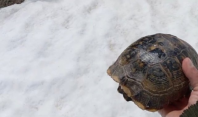 Kar üstünde sırt üstü mahsur kalan kaplumbağayı kurtardı