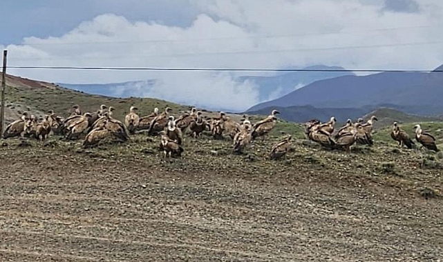 Kars-Iğdır yolunda akbaba sürüsü görüntülendi
