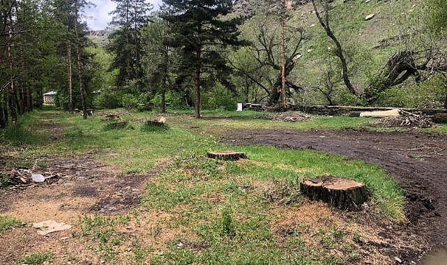 Kars'ta asırlık ağaçlar katledildi