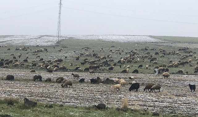 Kars’ta çobanların zorlu mesaisi