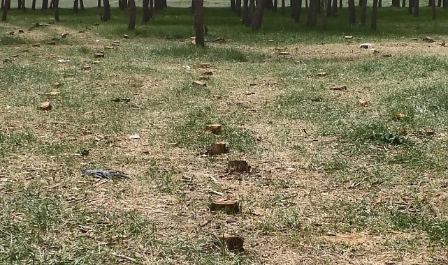 Kars'ta kuru çam ağaçları kesildi